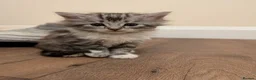 Mixed Breed cats for sale: Mixed breed kittens  - Advert 13
