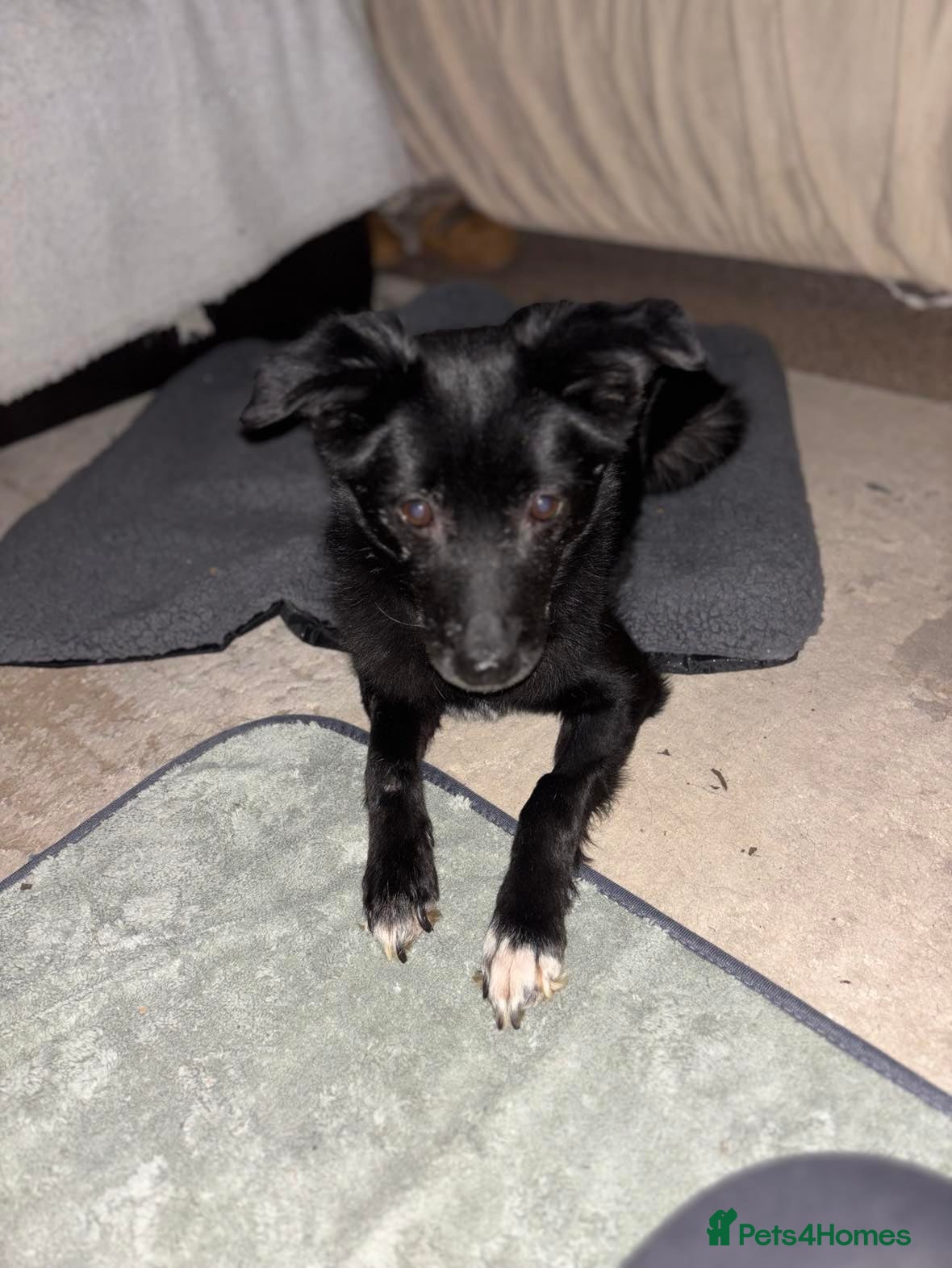 Mixed Breed dogs Venus for adoption - Advert 1