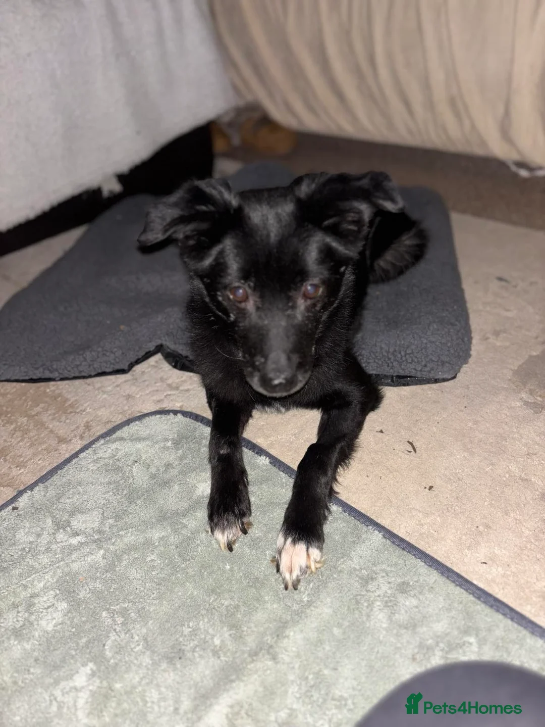 Mixed Breed dogs for adoption: Venus for adoption - Advert 1