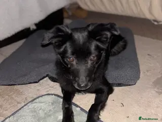 Mixed Breed dogs Venus for adoption - Advert 1