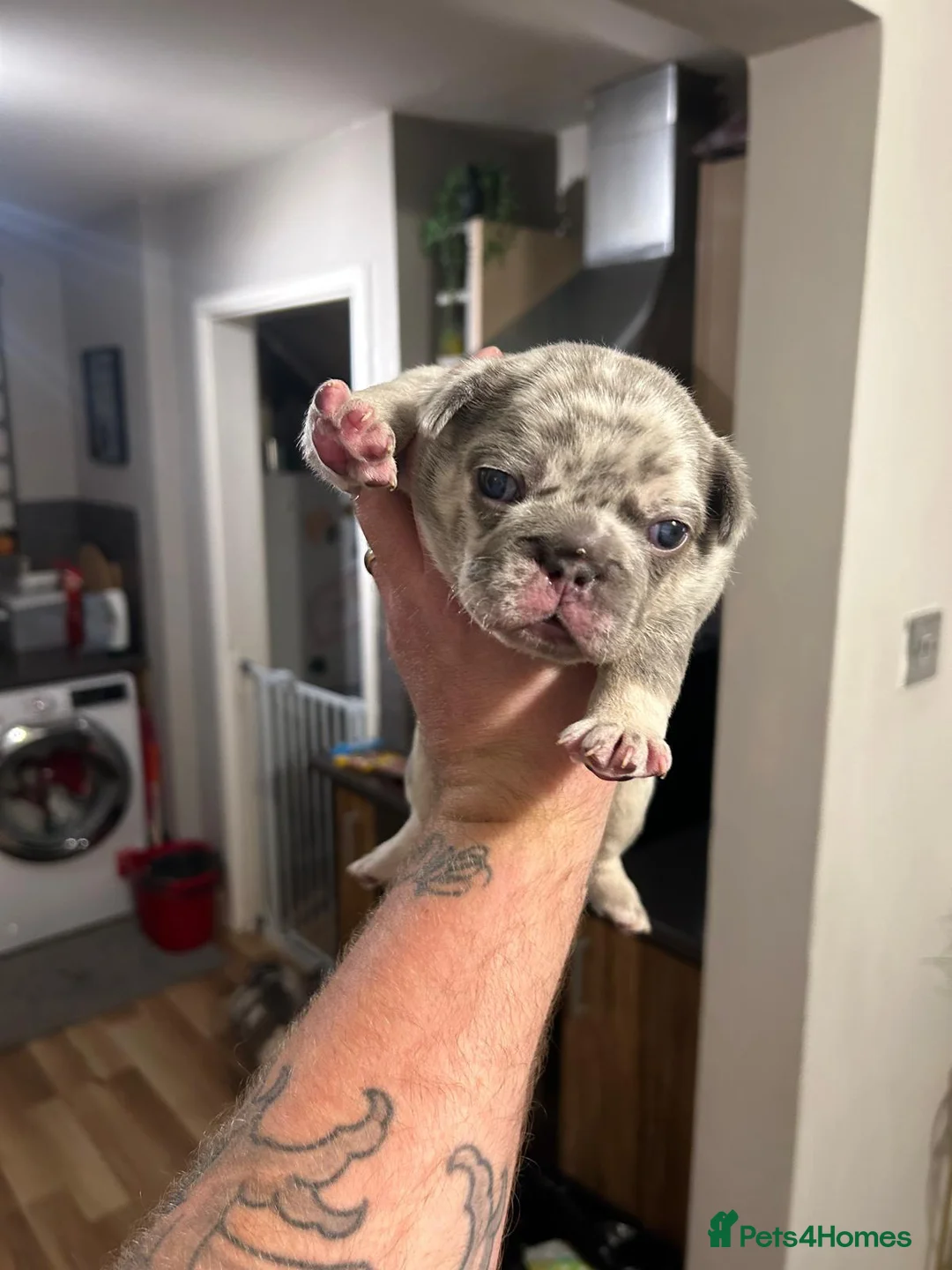 French Bulldog dogs for stud: 🔥🔥 PROVEN L1 & L4 BLUE VISUAL FLUFFY STUD 🔥🔥 in Feltham - Advert 27
