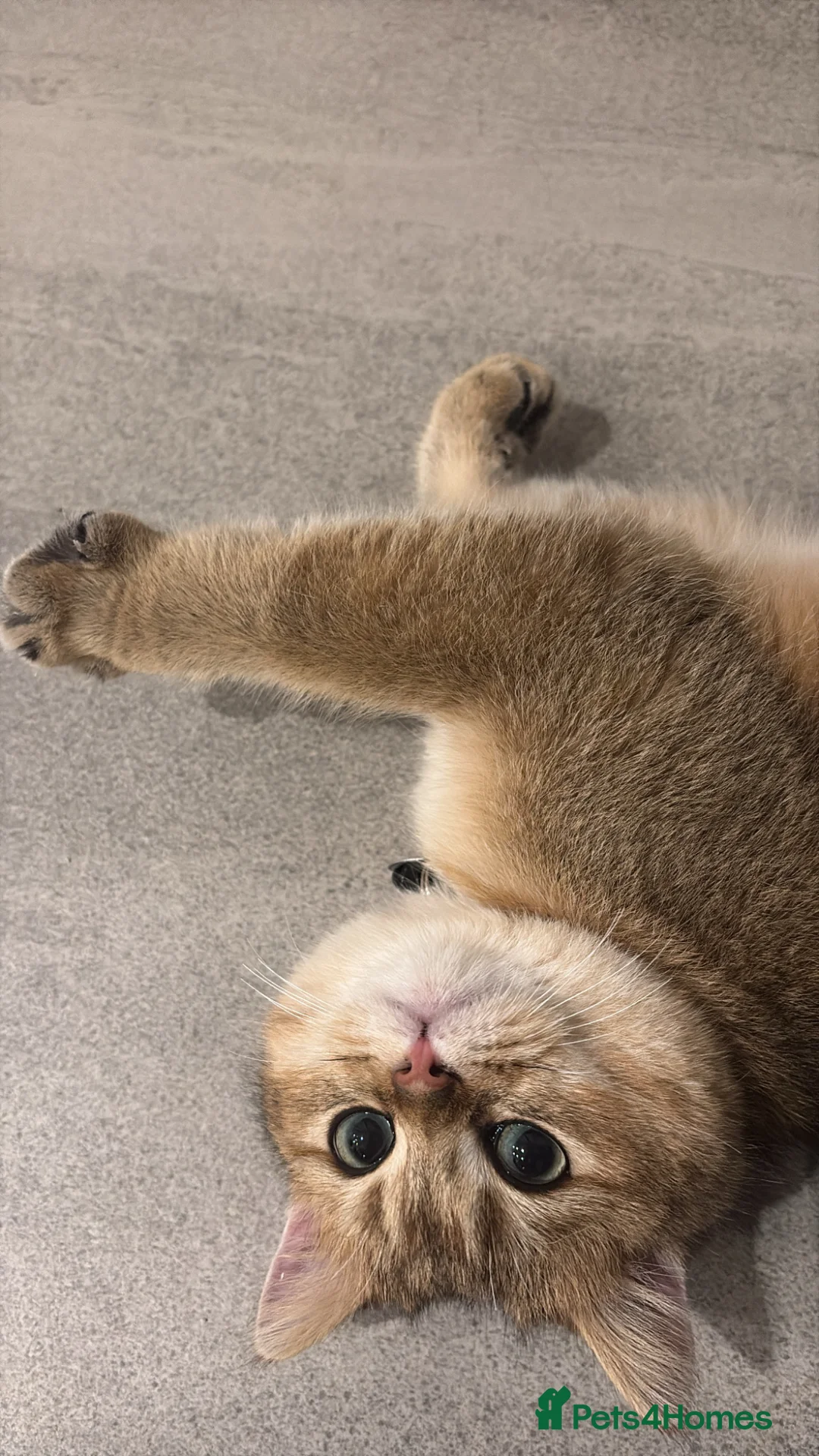 British Shorthair cats for sale: British short hair  - Advert 2