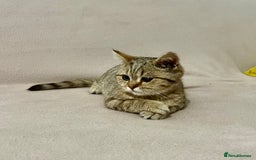 British Shorthair cats for sale: Charming pure BSH kitten - Image 14