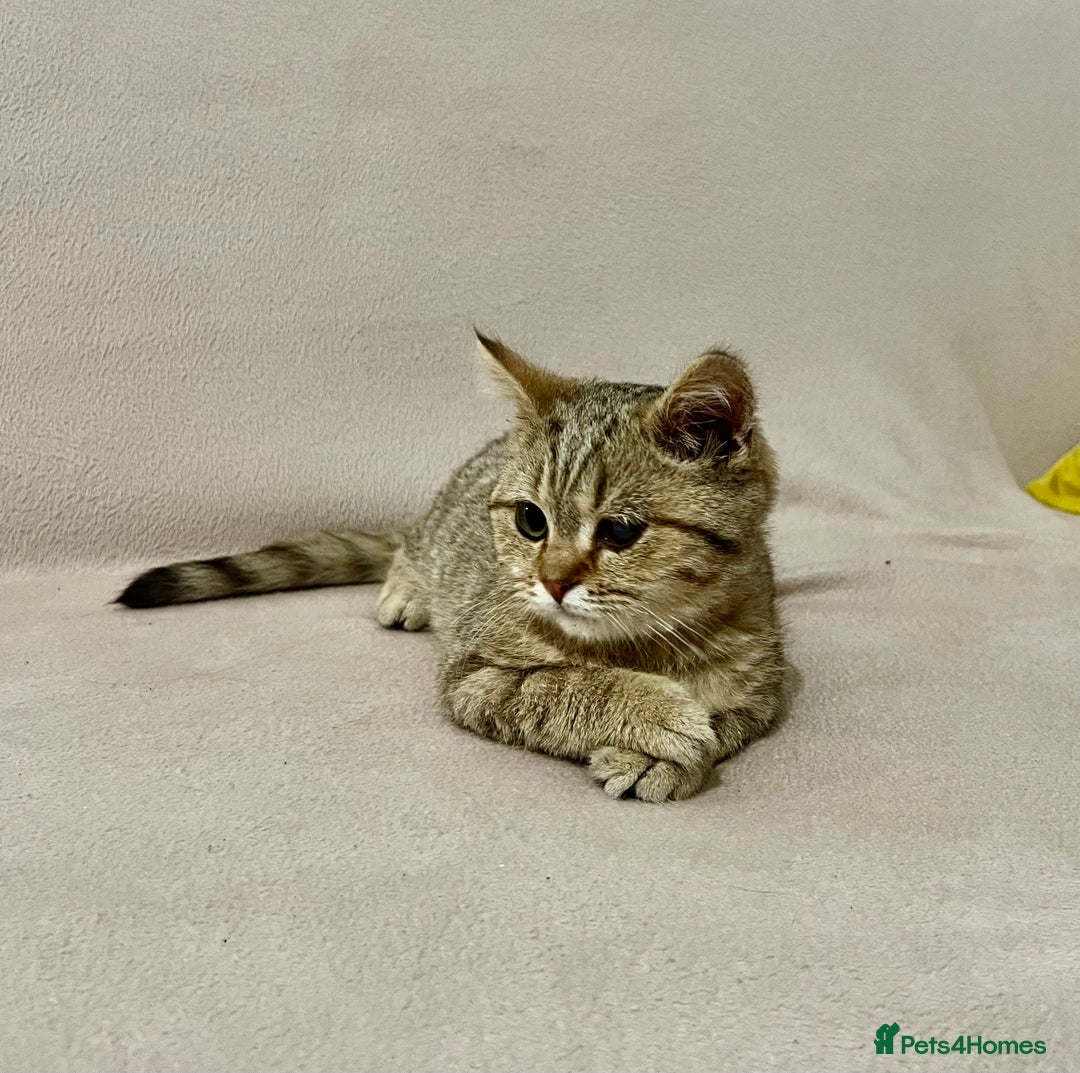 British Shorthair cats for sale: Charming pure BSH kitten - Image 14