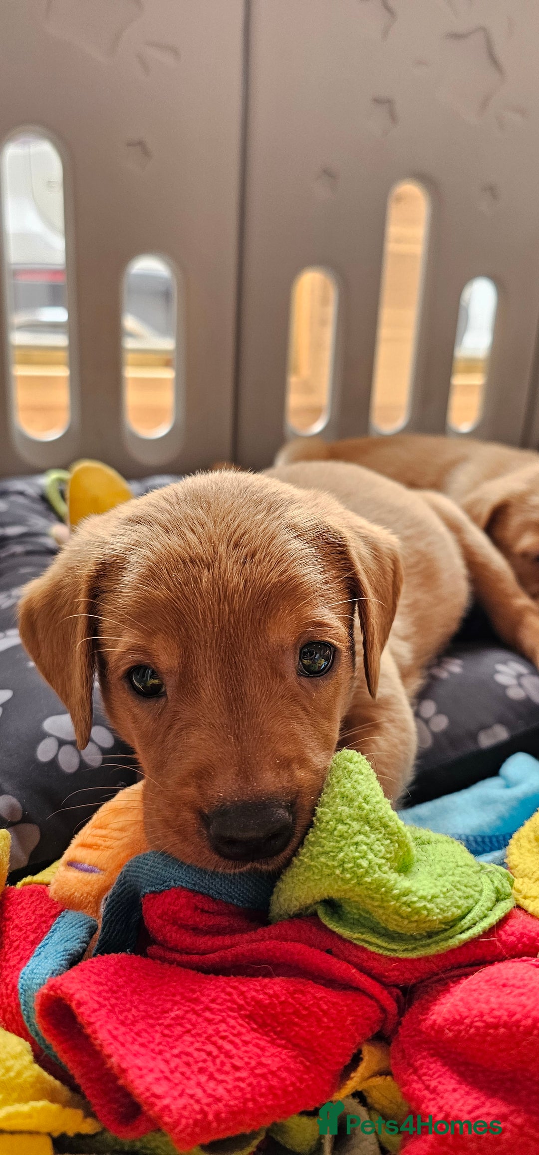 Labrador Retriever dogs for sale: ONLY 1 BEAUTIFUL KC FOX RED GIRL LAB AVAILABLE - Image 14