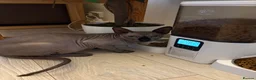 Sphynx cats for sale: 1 Male Sphynx cat in Eastbourne - Advert 1