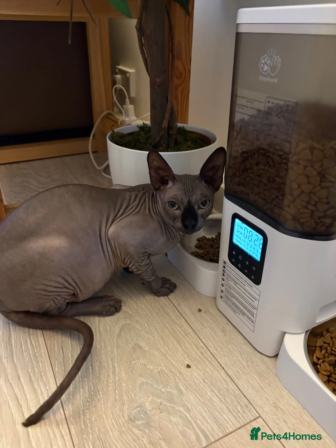 Sphynx cats for sale: 1 Male Sphynx cat in Eastbourne - Advert 1