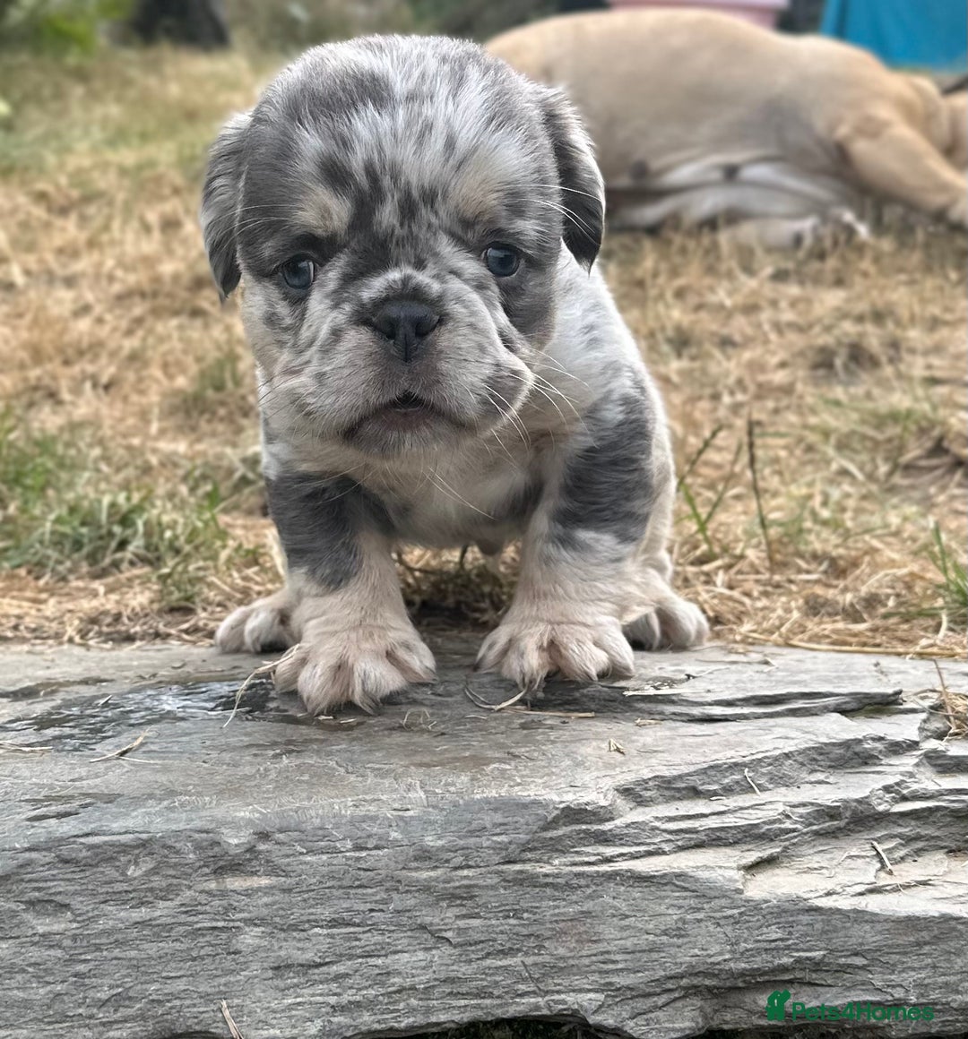 French Bulldog dogs for sale: 7 fluffy French Bulldogs puppies - Image 12