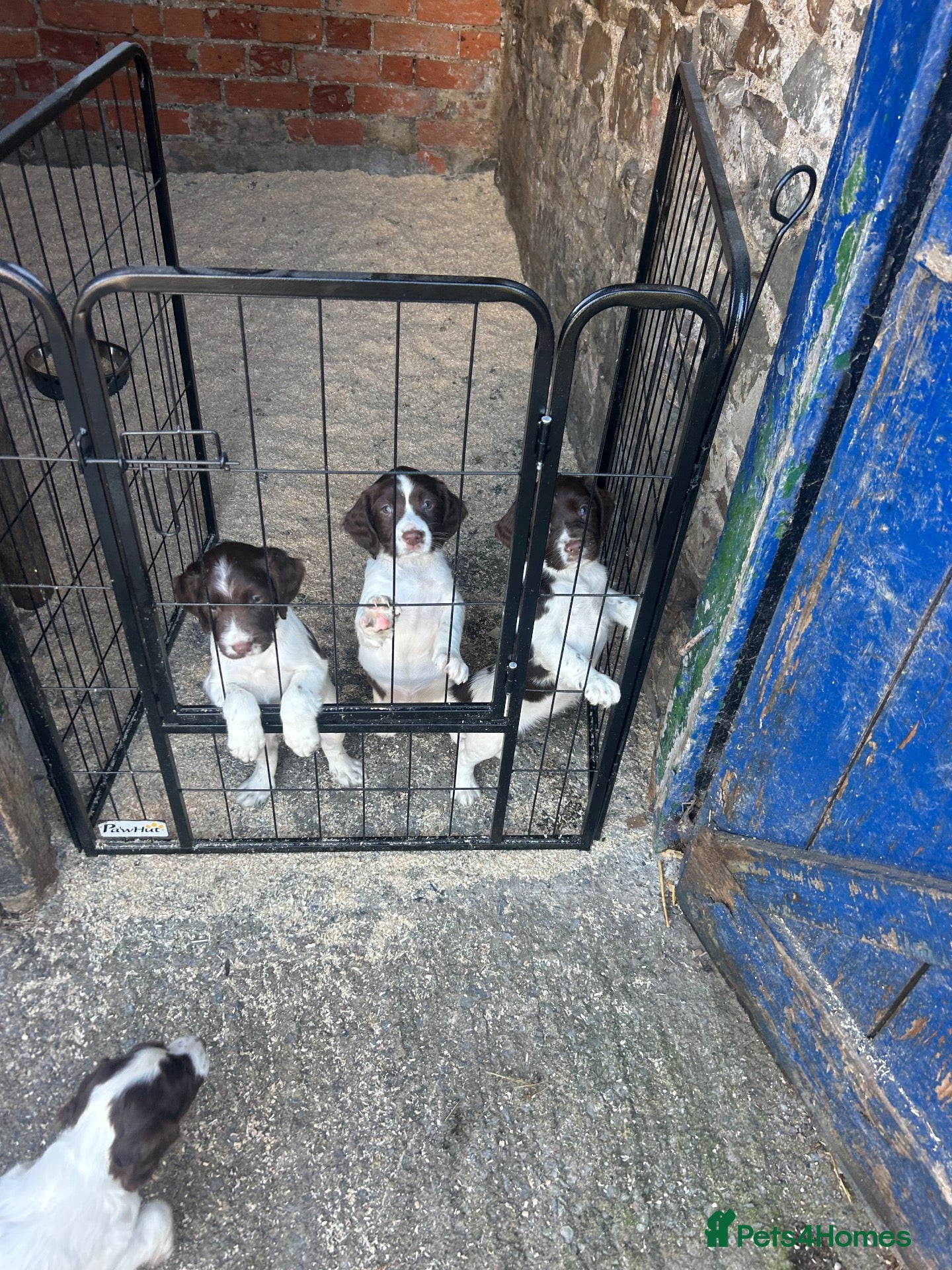 English Springer Spaniel dogs Two springer spaniel pups  - Advert 1