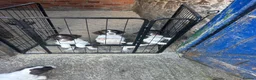 English Springer Spaniel dogs for sale: Two springer spaniel pups  in Okehampton - Advert 1