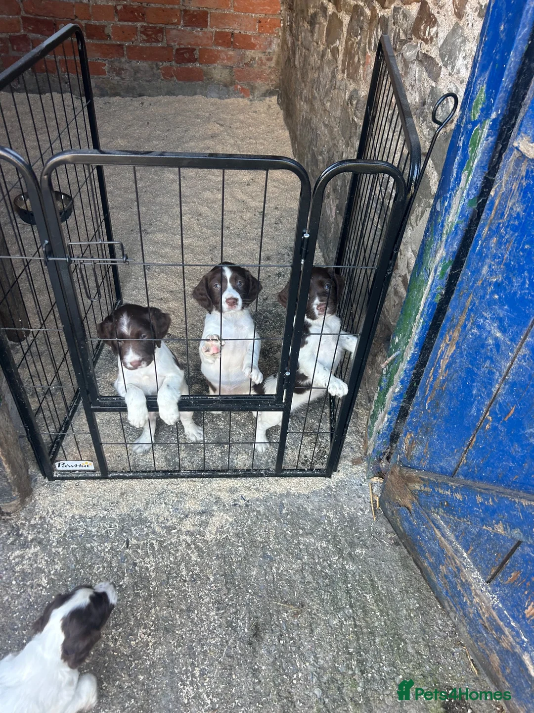 English Springer Spaniel dogs for sale: Two springer spaniel pups  in Okehampton - Advert 1