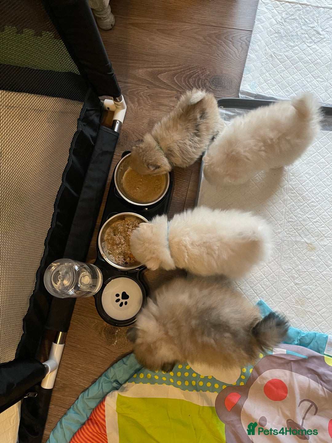 Pomeranian dogs for sale: Pomeranian Puppies – Ready Soon  - Image 1