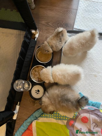 Pomeranian dogs - Advert 1