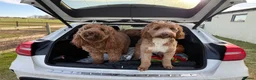 Australian Labradoodle dogs for stud: Australian labradoodle x Goldendoodle STUD proven - Advert 9