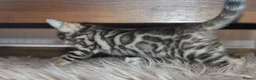 Bengal cats for sale: Last Boy Left! Brown Rosette Bengal Kitten! - Advert 13