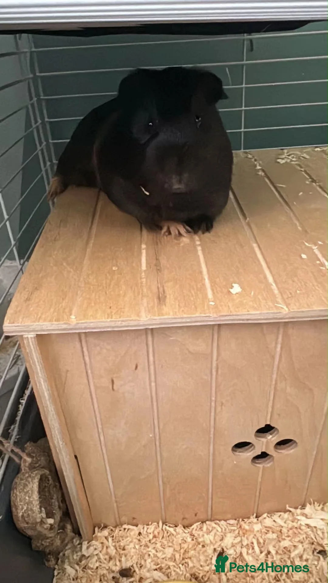 Guinea Pig rodents for sale: 1 female guniea pig and 4 boys  - Advert 2