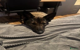 German Shepherd dogs for sale: Rocky - German Shepherd - Image 5