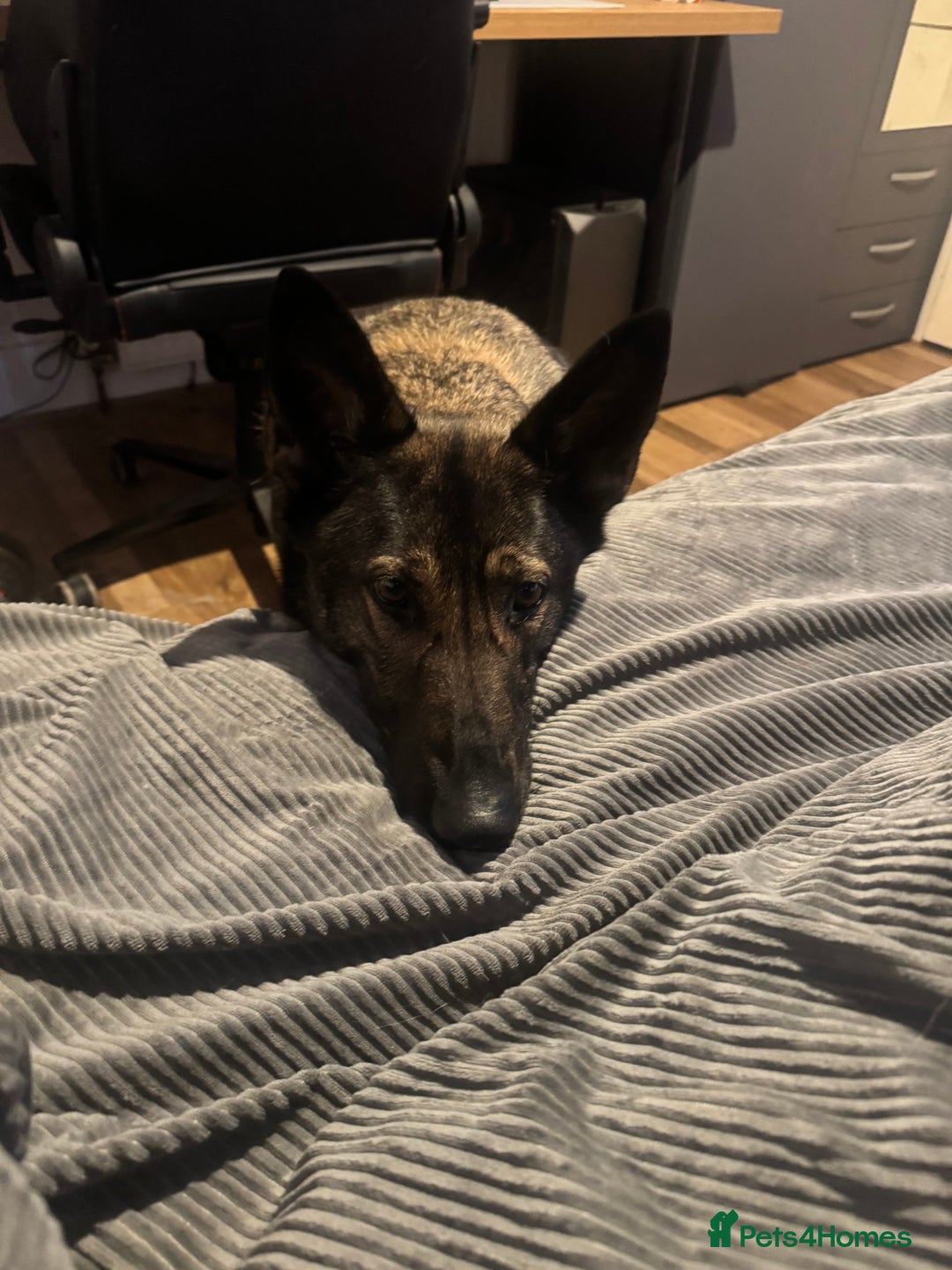 German Shepherd dogs for sale: Rocky - German Shepherd - Image 5