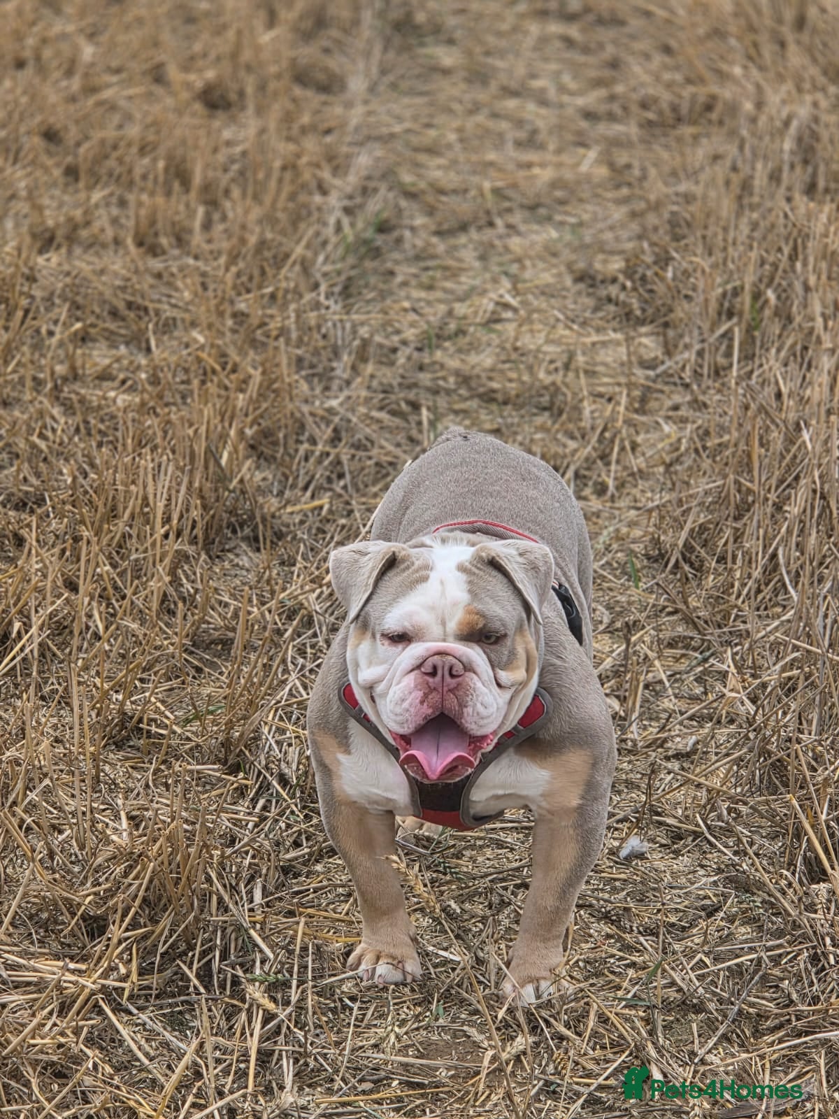 English Bulldog dogs Beautiful female English bulldog - Advert 8