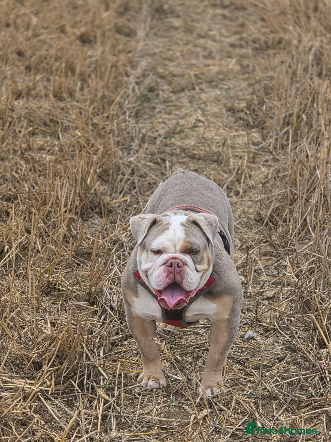 English Bulldog dogs for sale: Beautiful female English bulldog - Advert 1