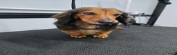Miniature Dachshund dogs for sale: miniature dachshund long haired female - Advert 3