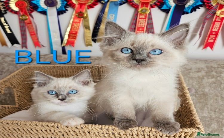 Ragdoll cats - Advert 10