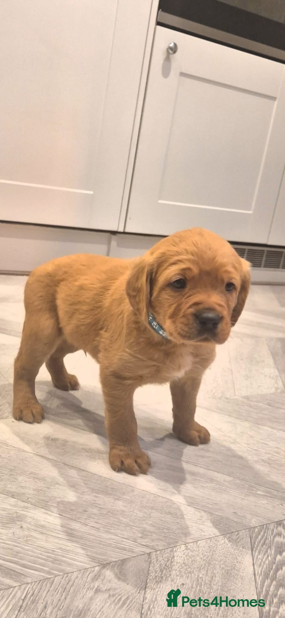 Cockerdor dogs Stunning fox red Cockerdor puppies - Advert 1