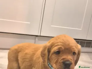 Cockerdor dogs Stunning fox red Cockerdor puppies - Advert 1