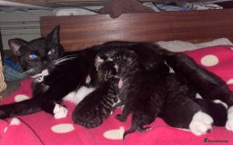 British Shorthair cats for sale: Beautiful boys looking for homes - Image 1