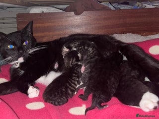 British Shorthair cats - Advert 34