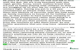 British Shorthair cats for sale: GCCF reg. BSH male and Blue cream girl  - Image 10