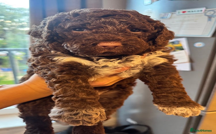 Lagotto Romagnolo dogs - Advert 1