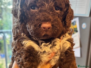 Lagotto Romagnolo dogs - Advert 26