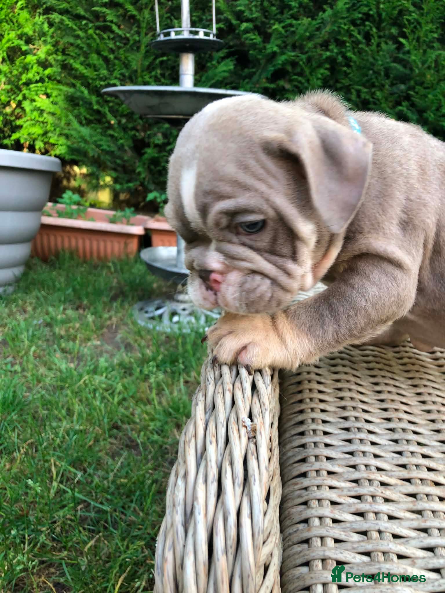 English Bulldog dogs for sale: English bulldog puppies in Doncaster - Advert 14