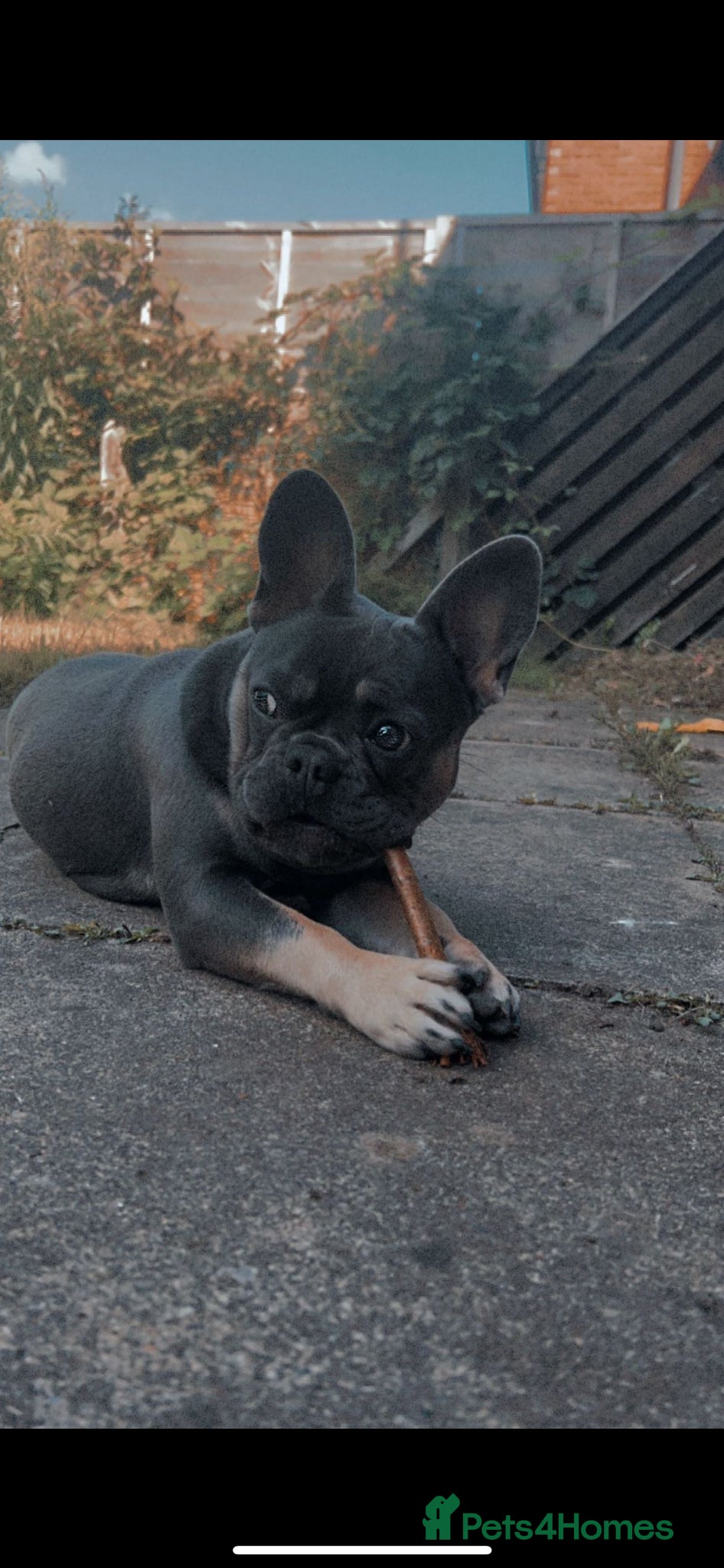 French Bulldog dogs female french bulldog  - Advert 1