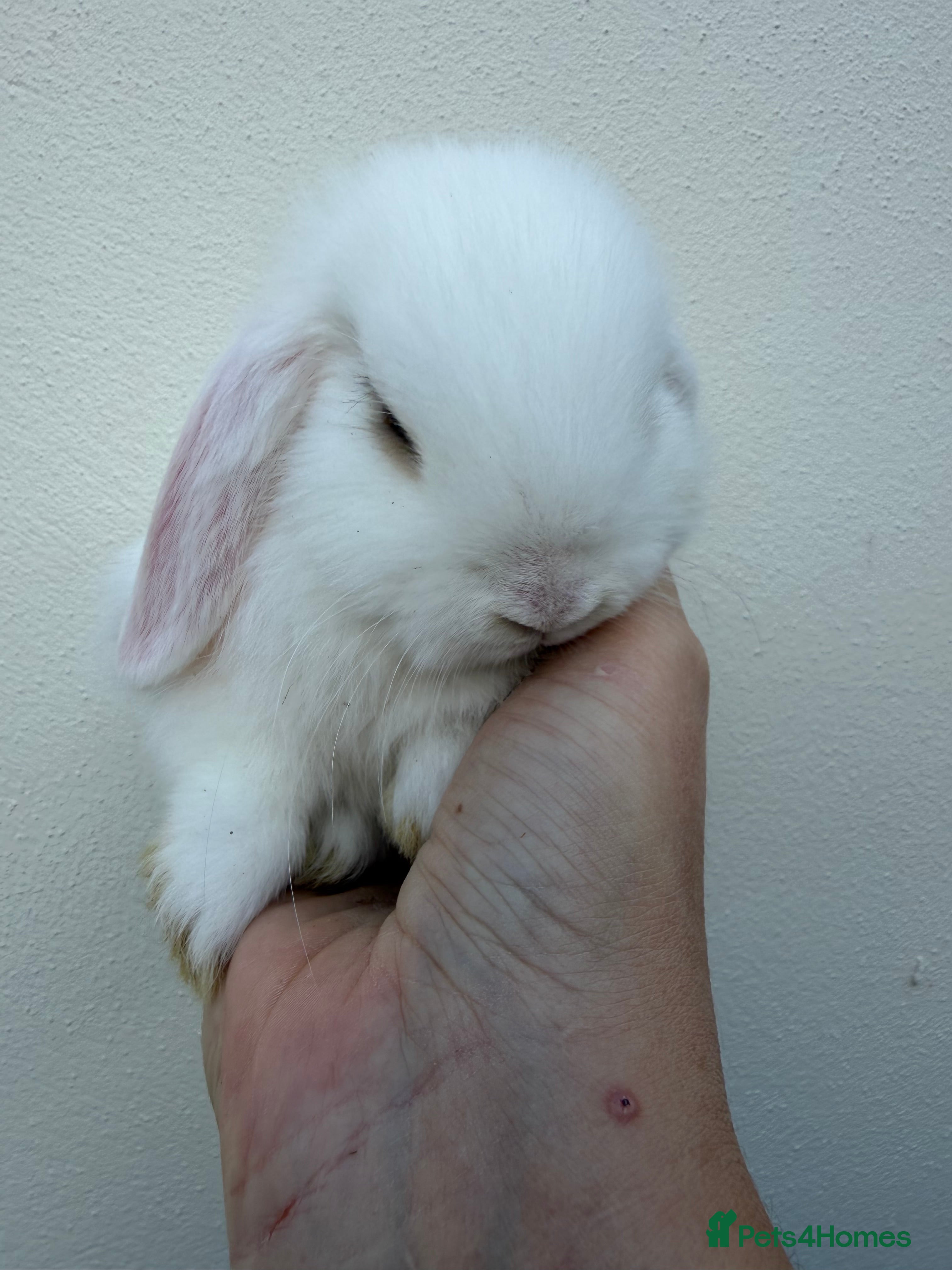 Mini Lop rabbits Purebred mini lops *COLLECTION WEDS - Advert 1