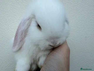 Mini Lop rabbits Purebred mini lops *COLLECTION WEDS - Advert 4