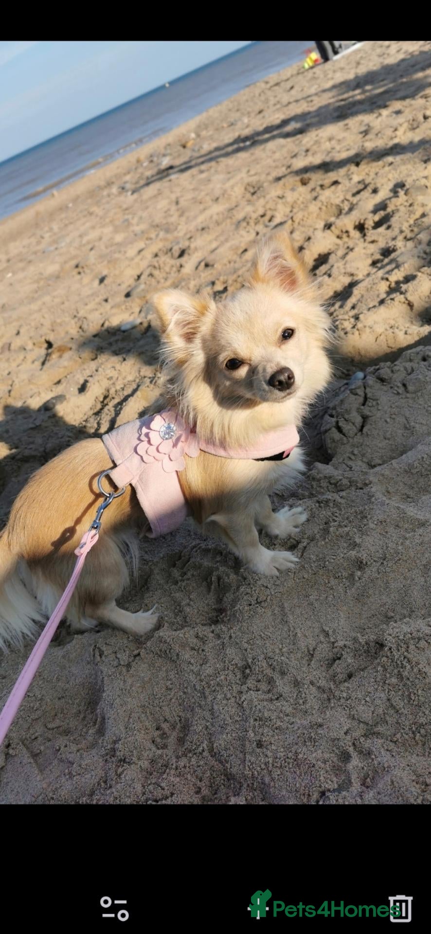 Chihuahua dogs Adorable pure chihuahua puppies  - Advert 9