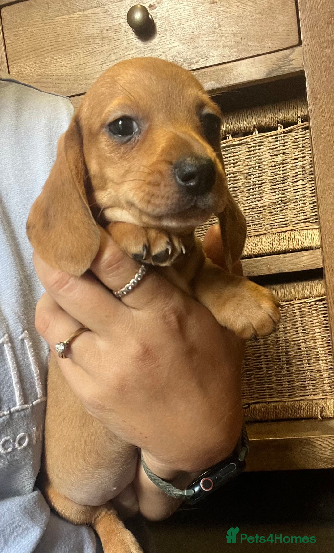 Dachshund dogs for sale: Dachshund Puppies  - Image 6