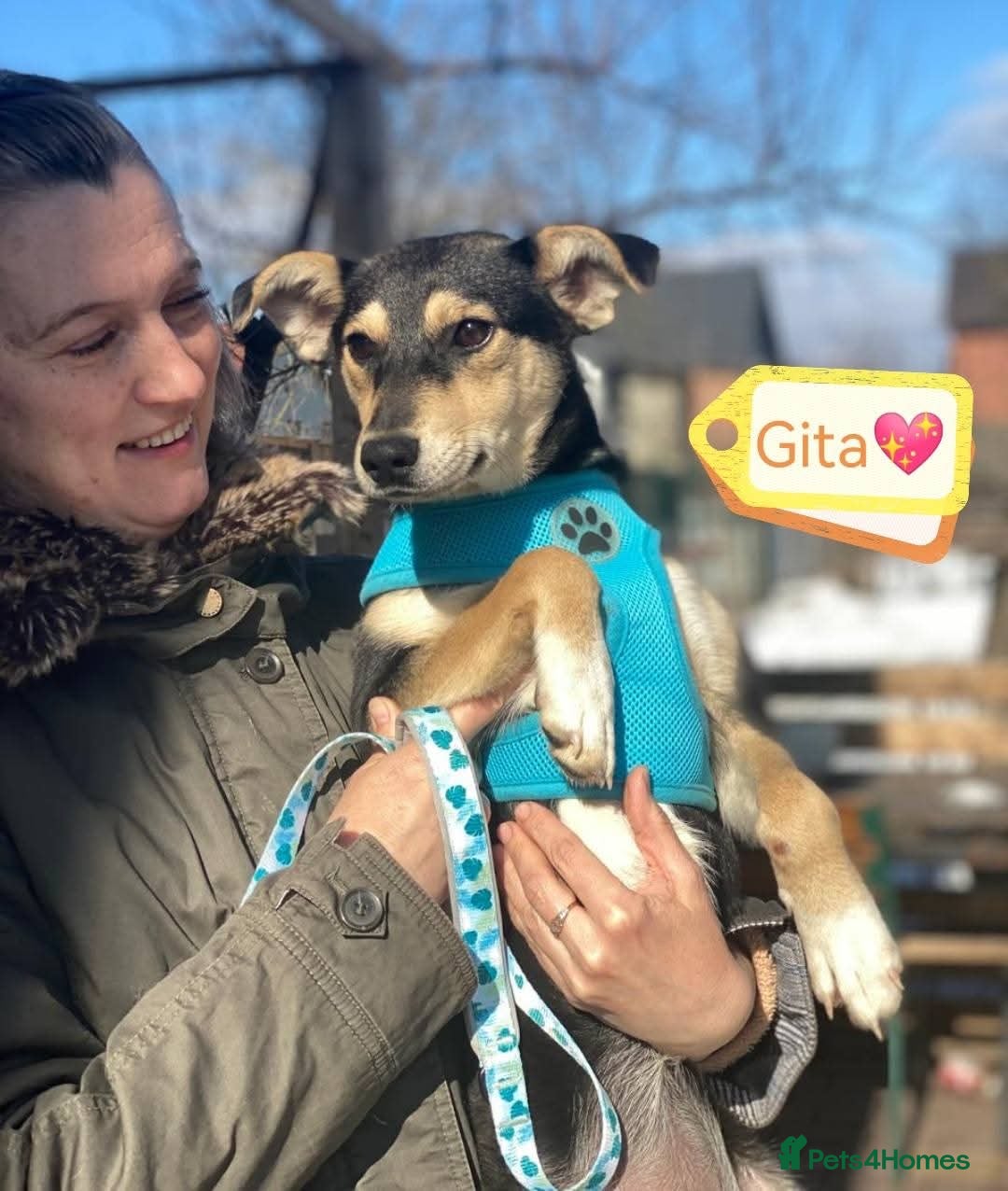 Mixed Breed dogs ❤️🐶 GITA – First To Love, First To Play 🐶❤️ - Advert 7