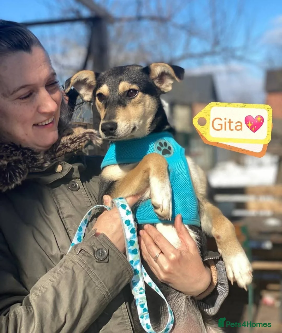Mixed Breed dogs for adoption: ❤️🐶 GITA – First To Love, First To Play 🐶❤️ - Advert 2