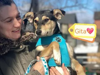Mixed Breed dogs โค๏ธ๐ถ GITA โ First To Love, First To Play ๐ถโค๏ธ - Advert 7