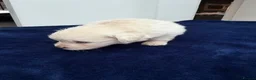 Maltipom dogs for sale: Multipom mojos for sale - Advert 13