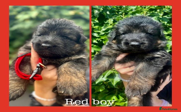 German Shepherd dogs - Advert 1