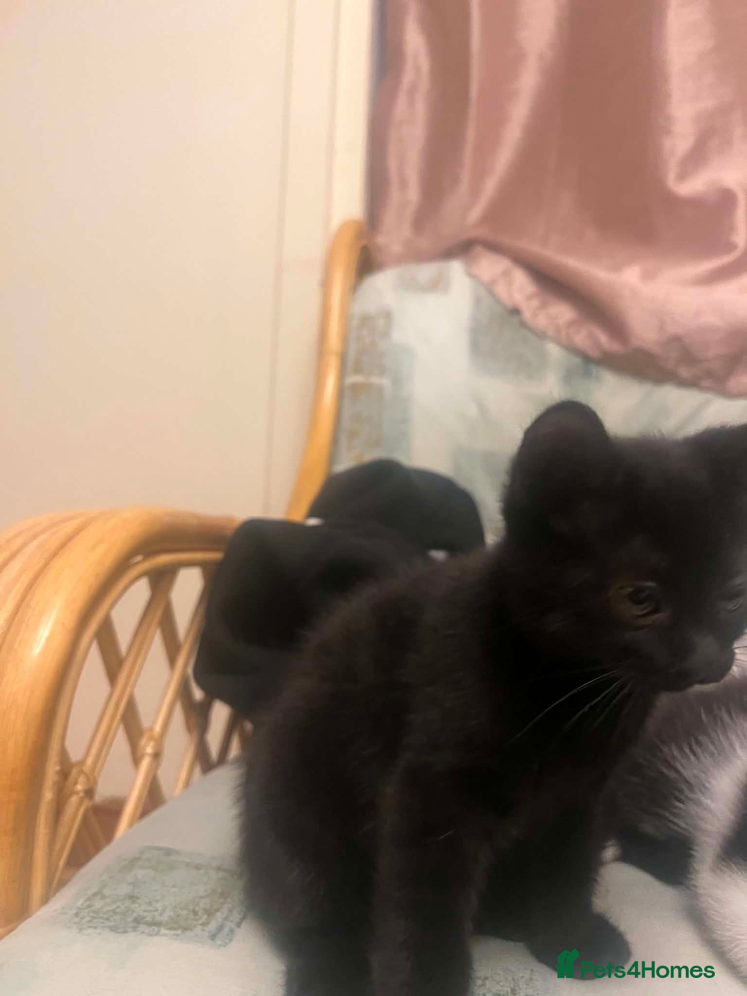 Scottish Fold cats "Only one left" Scottish Fold Kittens - Advert 15