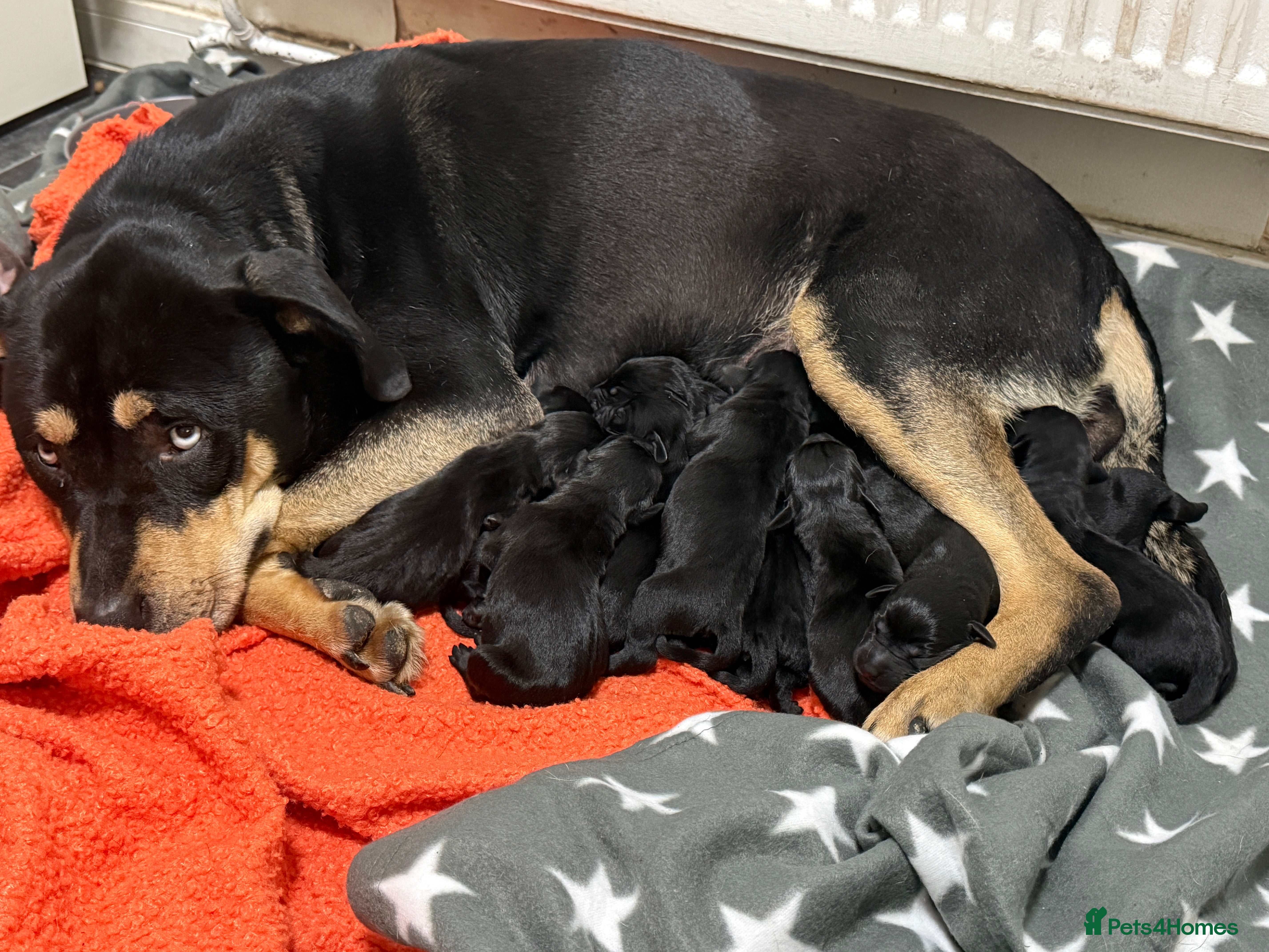 Mixed Breed dogs Rott x lab puppies 7 girls 5 boys ready 13/03/26 - Advert 13