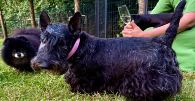 Scottish Terrier dogs - Advert 7