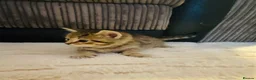 Mixed Breed cats for sale: 5 Gorgeous Bengal x kittens  - Advert 3