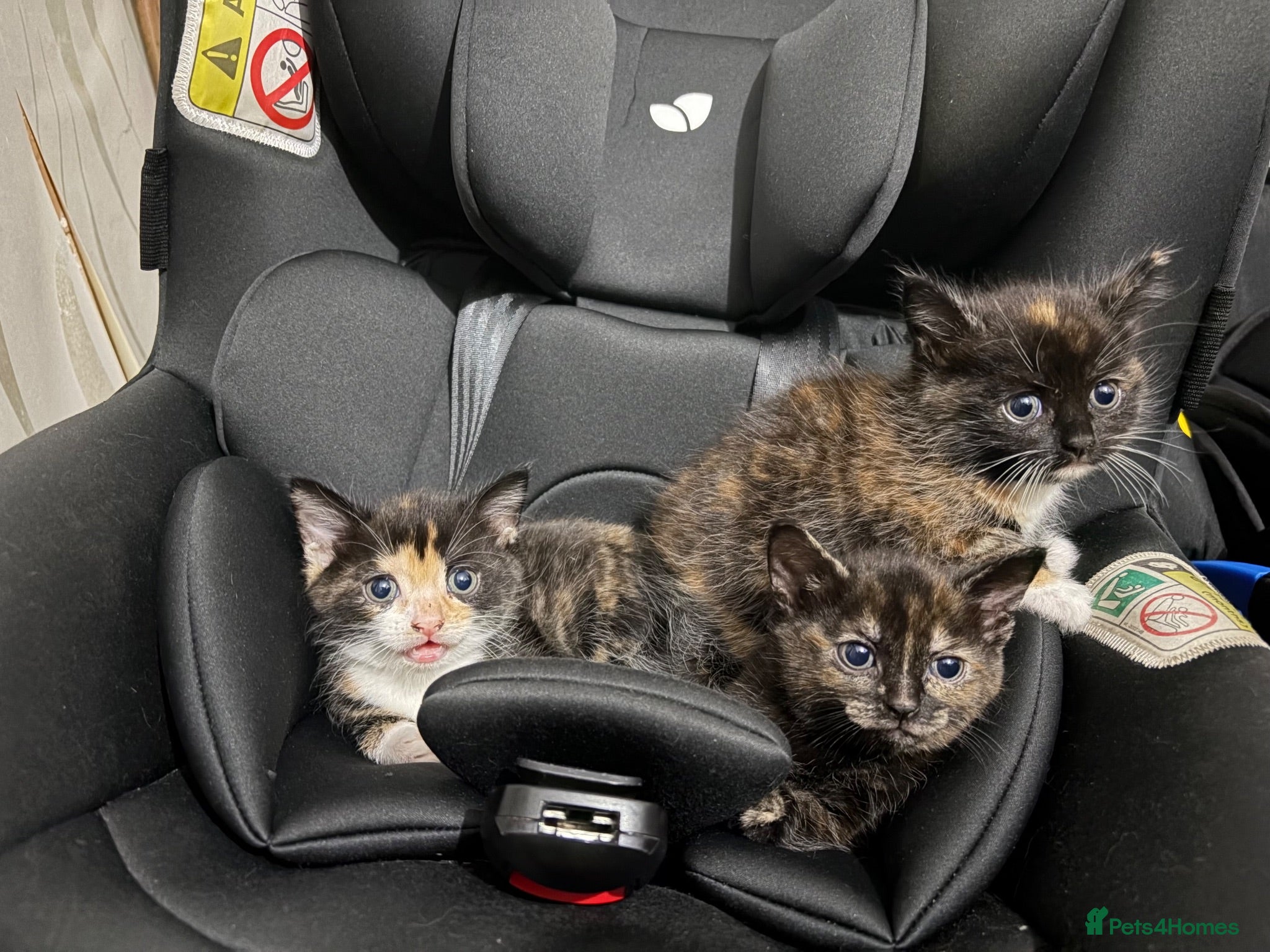 Mixed Breed cats Kittens  - Advert 2