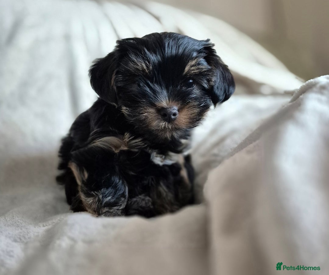 Yorkshire Terrier dogs for sale: Yorkshire terrier puppies looking for loving homes - Advert 4